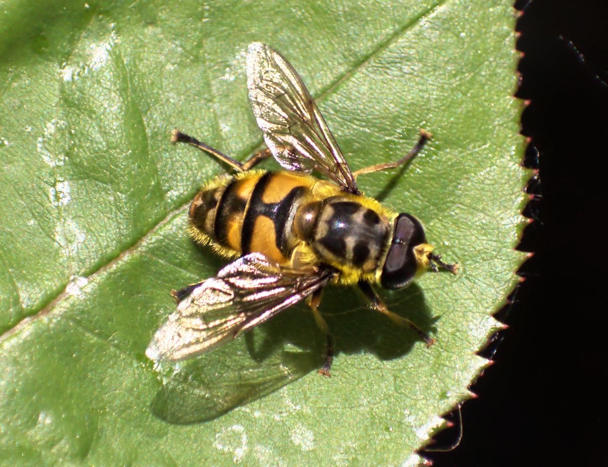 Myathropa florea maschio ?